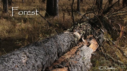 Fallen Tree In The Forest