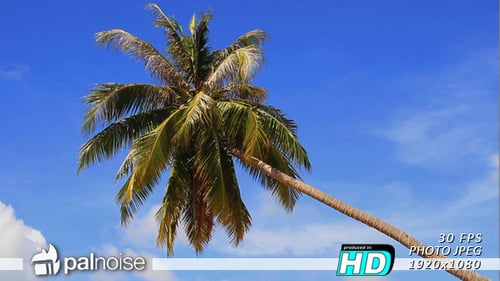 Palm Tree Beach, Paradies-Traum