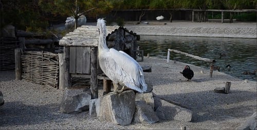 Pelican 4