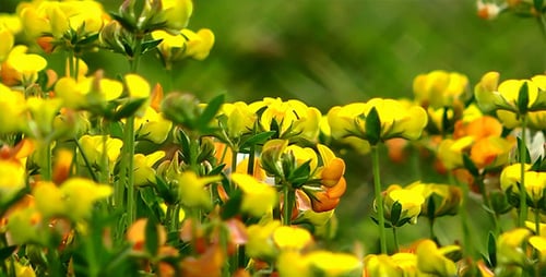 Field of Yellow and Orange Wildflowers