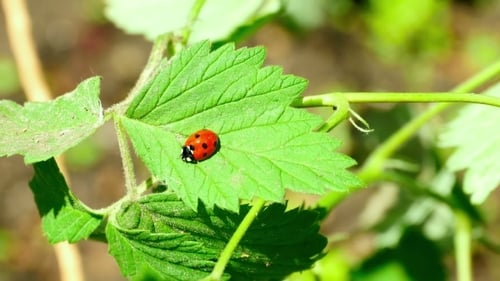 Ladybug Resting on a Green Leaf in Sunlight