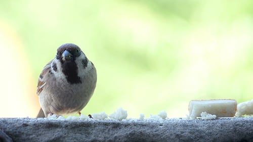 Sparrow Eating Crumbs on Ledge