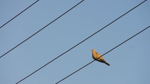 Dove Perched Quietly on High Voltage Wire