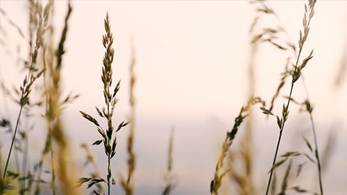 Wild Grass Swaying Gently in a Peaceful Field