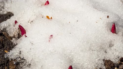 Red Sprouts Push Through the Snow in Spring