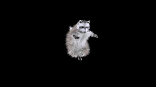 Playful 3D Animated Raccoon Dancing Loop for Video Projects