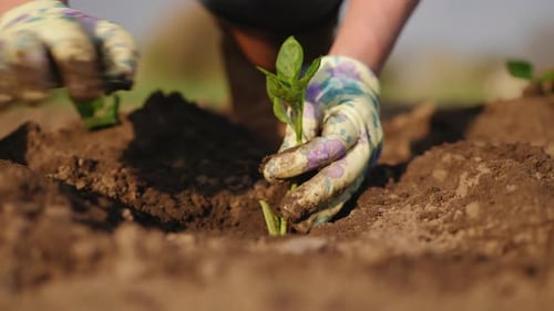 Farmer Plants Seedlings of Pepper in a Field, Close-up Hands