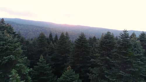 Coniferous trees in the forest.