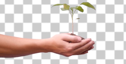 Hands Presenting a Seedling Against Transparent Background