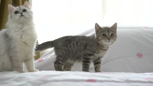 Close Up Two Kitten On White Bed