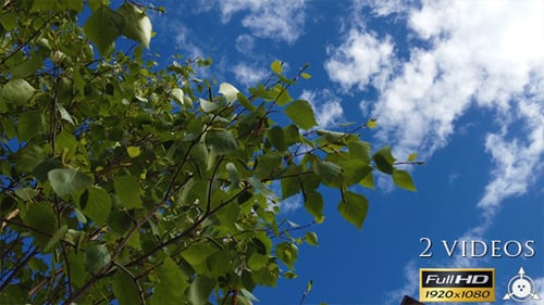 Birch Tree Leaves Swaying in the Wind