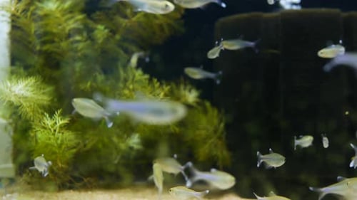 Diversity of Tropical Fishes in Exotic Decorative Aquarium. Assortment in Chatuchak Fish Market Pet