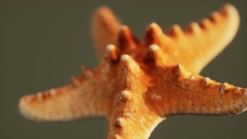 Toter trockener gelber Seestern Souvenir