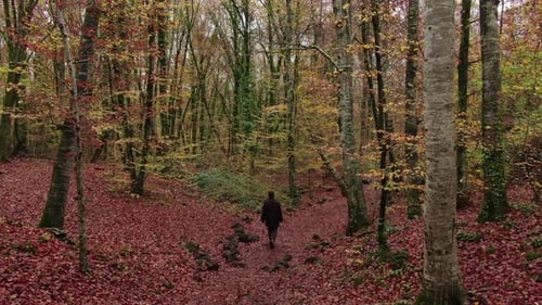 Moving Among the Beech Trees Field in Autumn