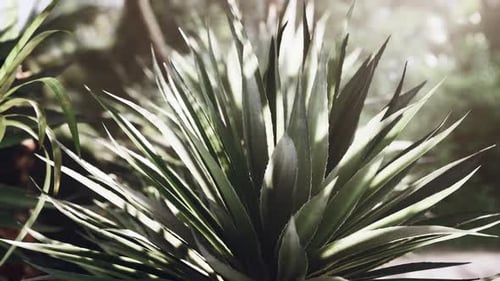 Tropical Forest with Plants and Trees in Sunlight