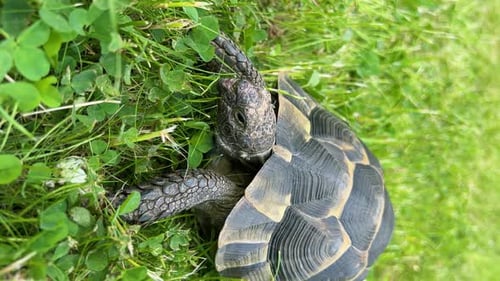 Süße lustige Schildkröte, die sich langsam auf grünem Gras durch die Szene bewegt