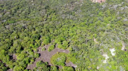 Luftaufnahme des tropischen Waldes, Dschungel in Praia Do Forte, Brasilien