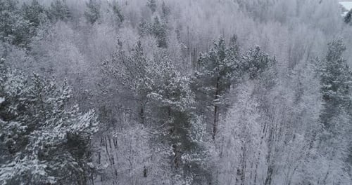 Winter Landscape with Forest