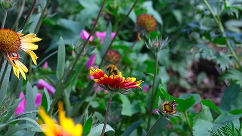 Bee Pollinating Colorful Flower in a Summer Garden