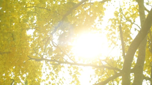 Sunlight Through Yellow Tree