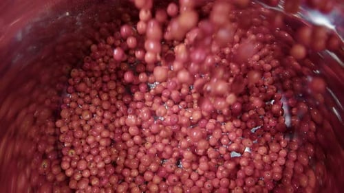 ZOOM AVANT AU RALENTI, les baies de Rowan sont versées dans une casserole brillante