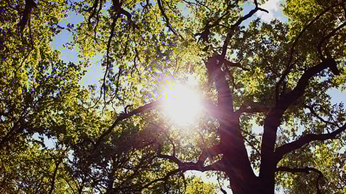 Lush Green Tree Foliage with Sun Shining Through