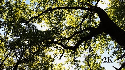 Sunlight Piercing Through a Forest Canopy