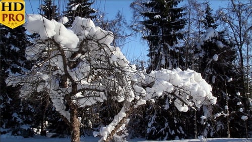 A Plant with No Leaves is Covered with Snow
