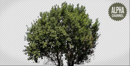 Tree with Alpha Channel