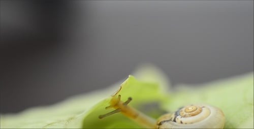 Snail 3
