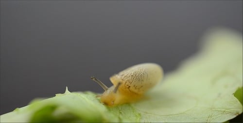 Snail 4