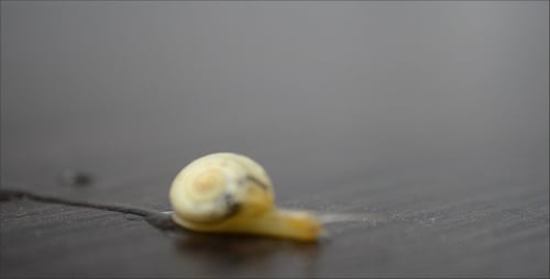Snail 7
