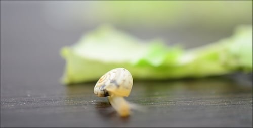 Snail 8