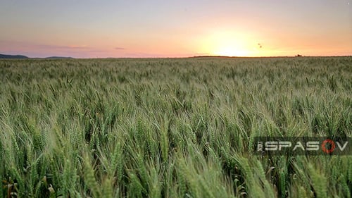 Wheat Field at Sunset