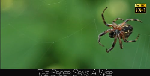 The Spider Spins A Web 3