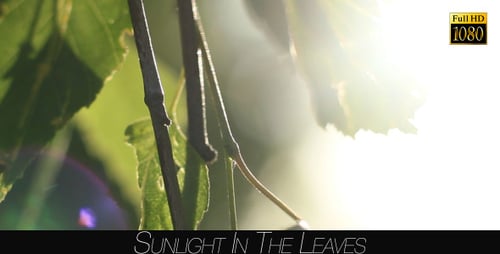 Leaves in the Forest with Sun and Flare