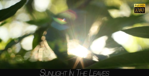 Sunlight In The Leaves 56