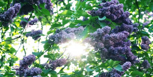 Lilac Flowers In The Garden 5