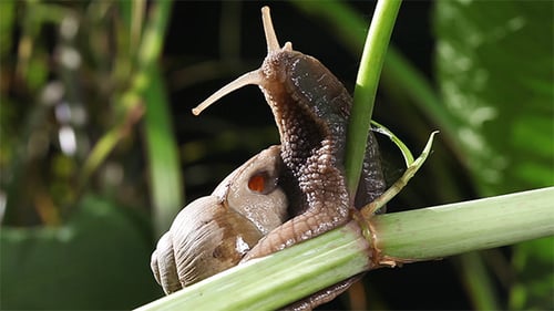 Forest snail