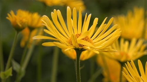 Bright Yellow Flowers Blooming in Sunny Field
