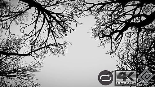 Swaying Abstract Bare Tree Branches Silhouette Frame Loop
