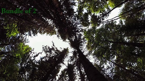 Looking Upward at Tall Forest Trees Canopy