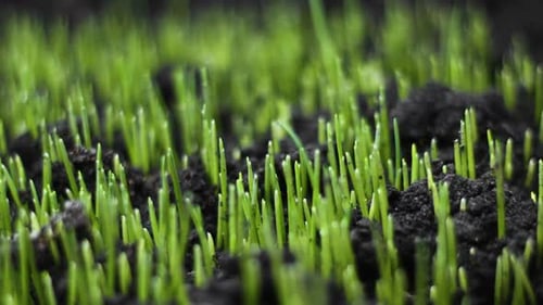 Growing Rye Field, Cereal Crop, Time Lapse. Fresh Green Wheat Plant. Nature Spring Season. Gardening