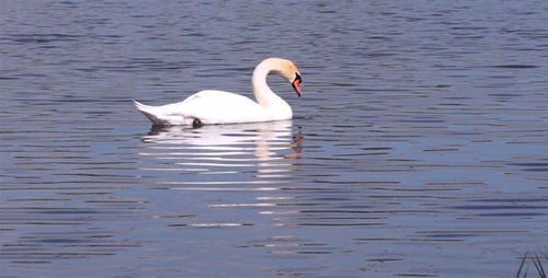 Swans