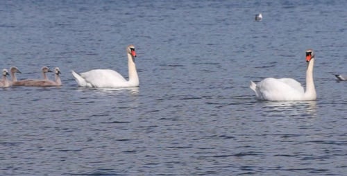 Swan