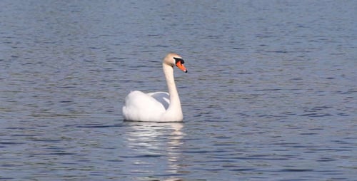 Swan