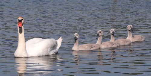 Swans