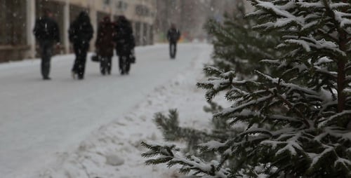 Fir-Tree