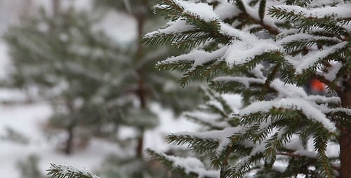 Zweig des Tannenbaums