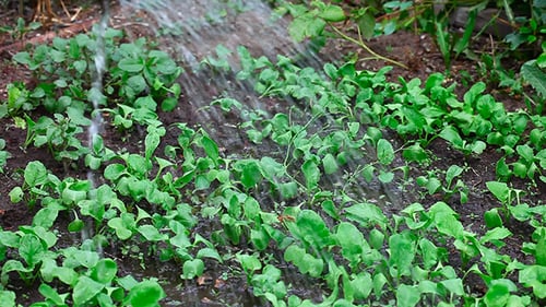 Irrigation